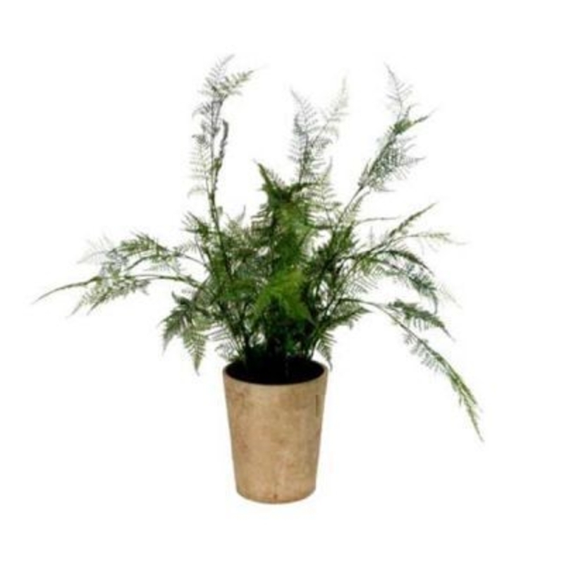 Artificial Fern Plant in pot by Gisela Graham Elegant artificial fern plant in pot by Gisela Graham. This realistic Asparagus fern in modern style pot would brighten any living space or balcony. Size 65x65x65cm